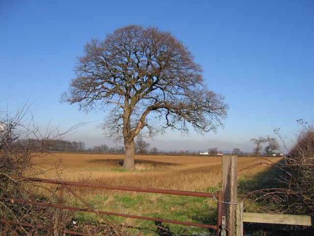File:A Tree in a Cheshire Field - geograph.org.uk - 332854.jpg