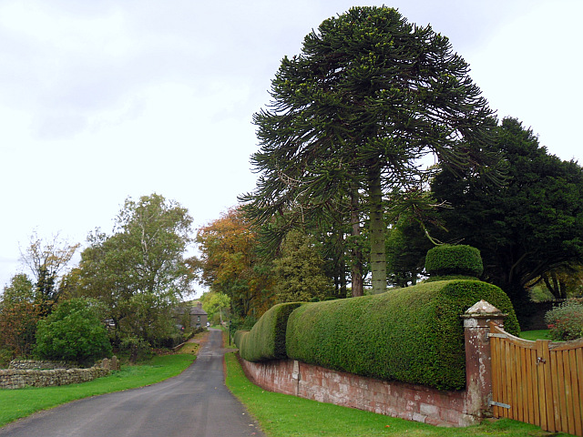 File:A monkey puzzle tree and neat hedge - geograph.org.uk - 3739497.jpg