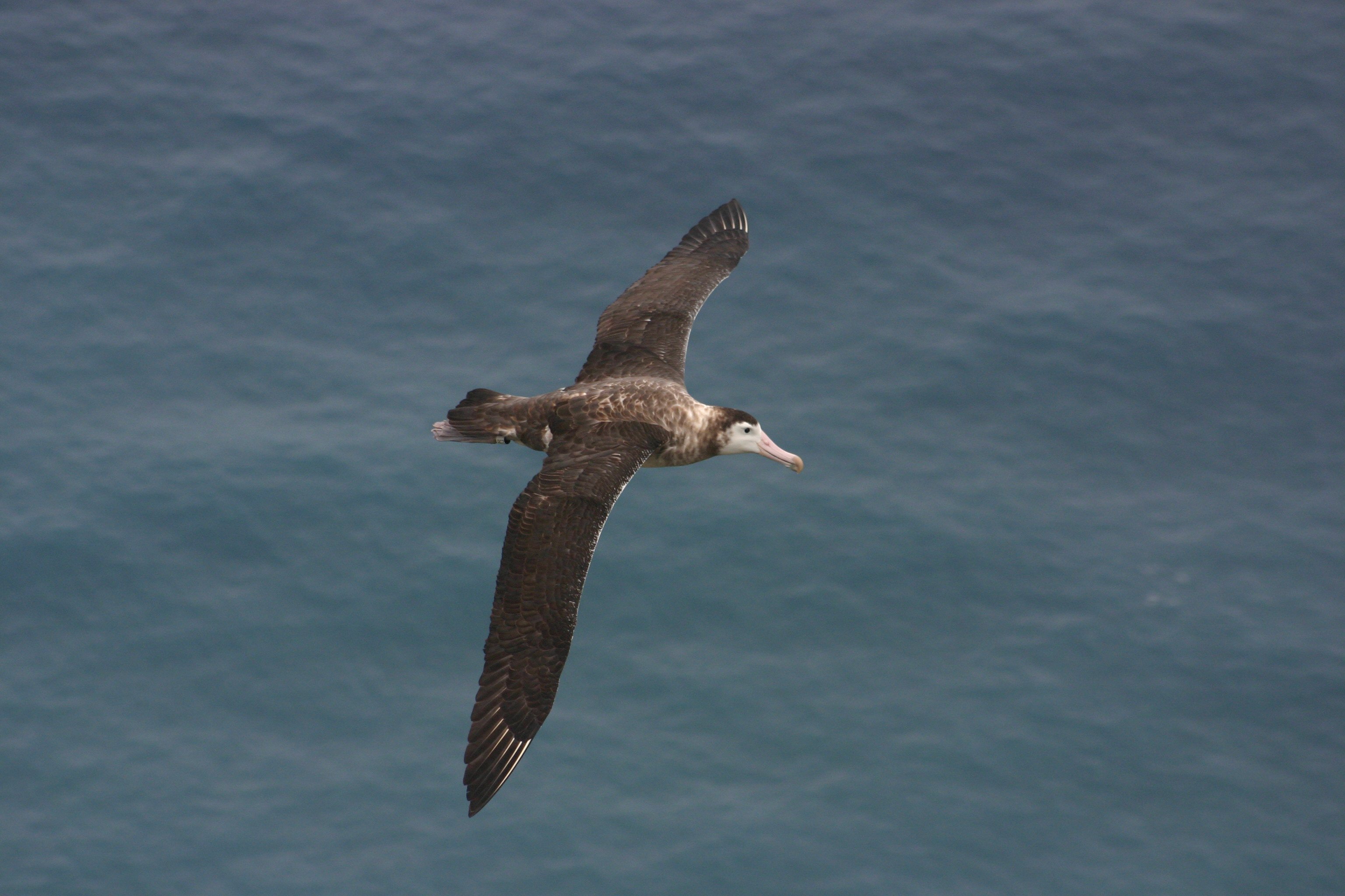 アムステルダムアホウドリ Wikipedia