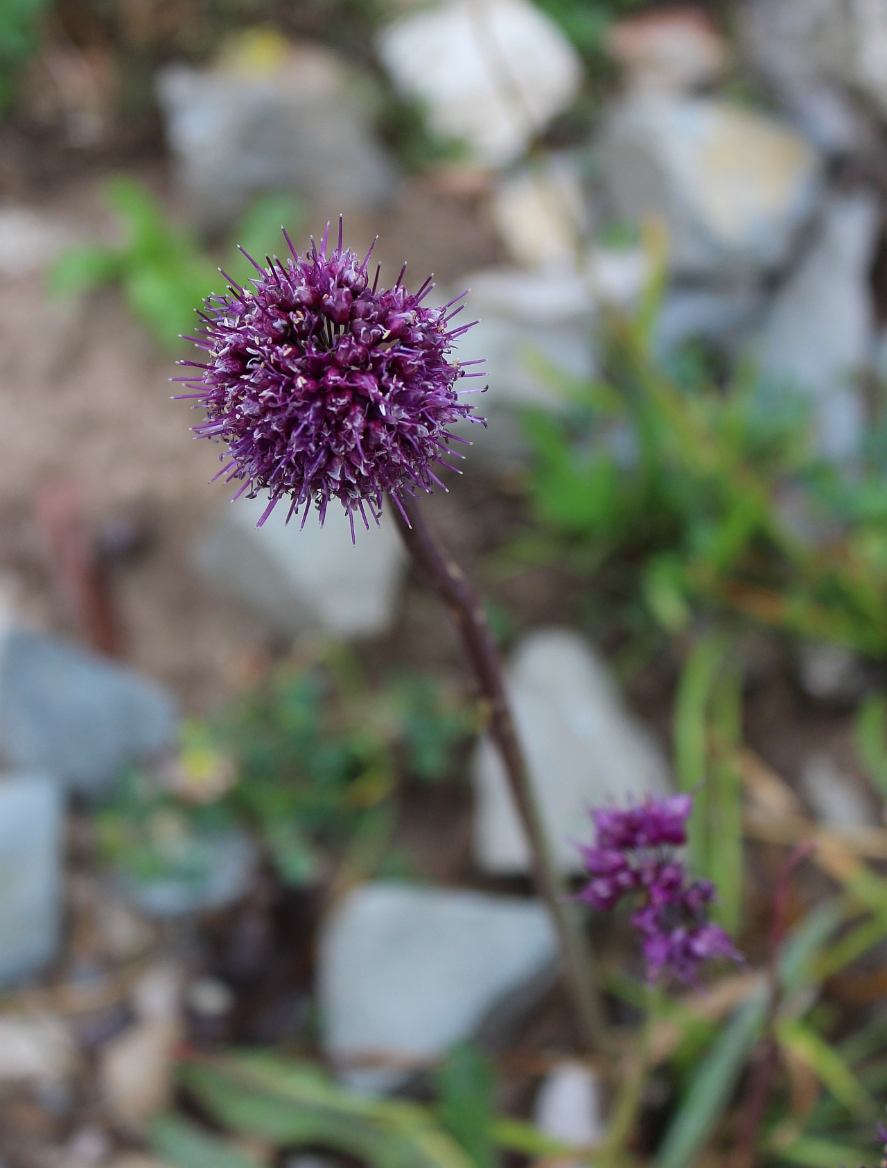 Allium wallichianum