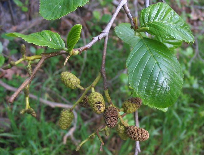 File:Alnus rhombifolia NPS.jpg