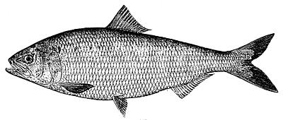 shad - Wiktionary, the free dictionary