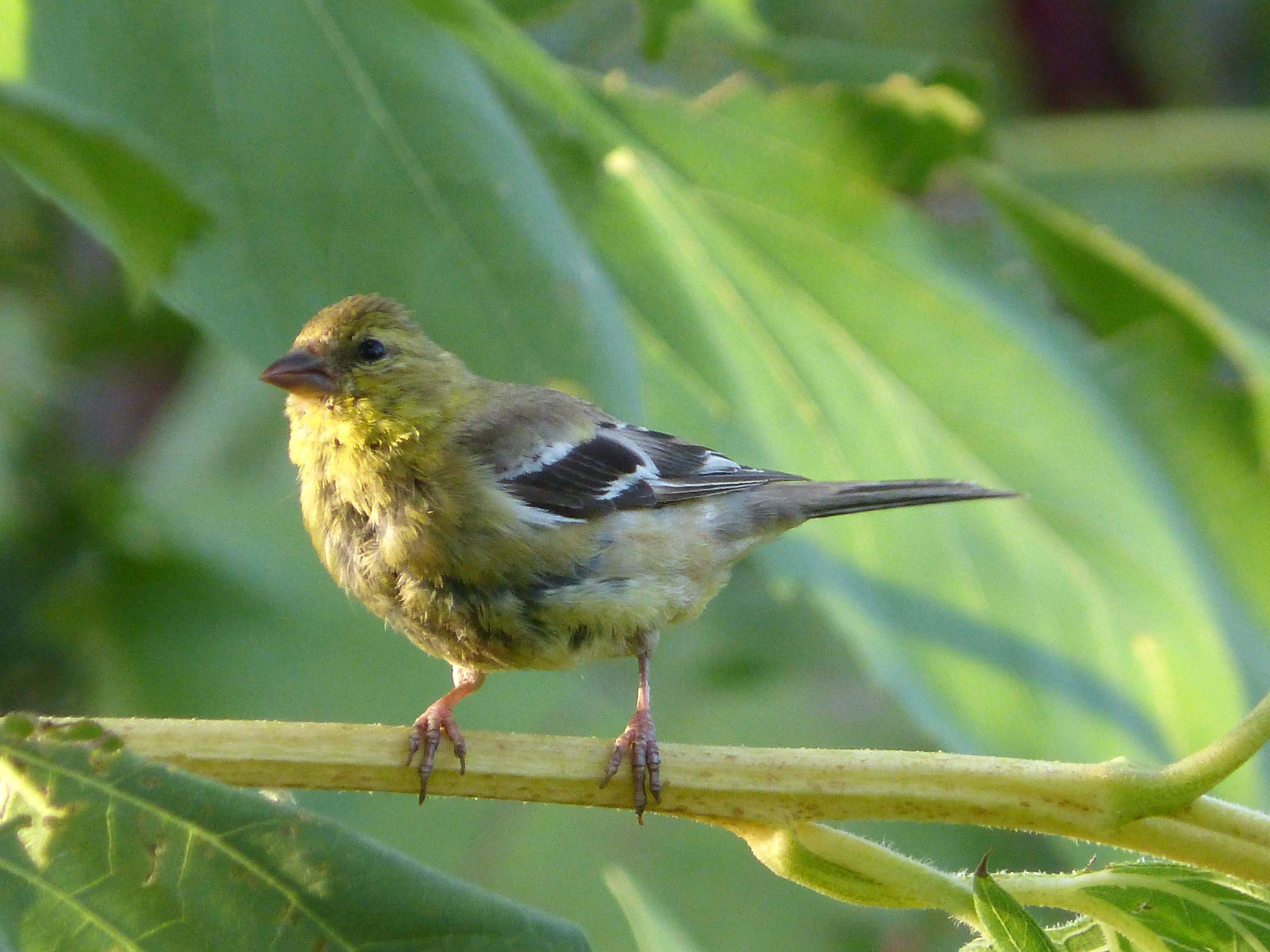 Певчие птицы фото и голоса. Spinus psaltria. Lesser Goldfinch.