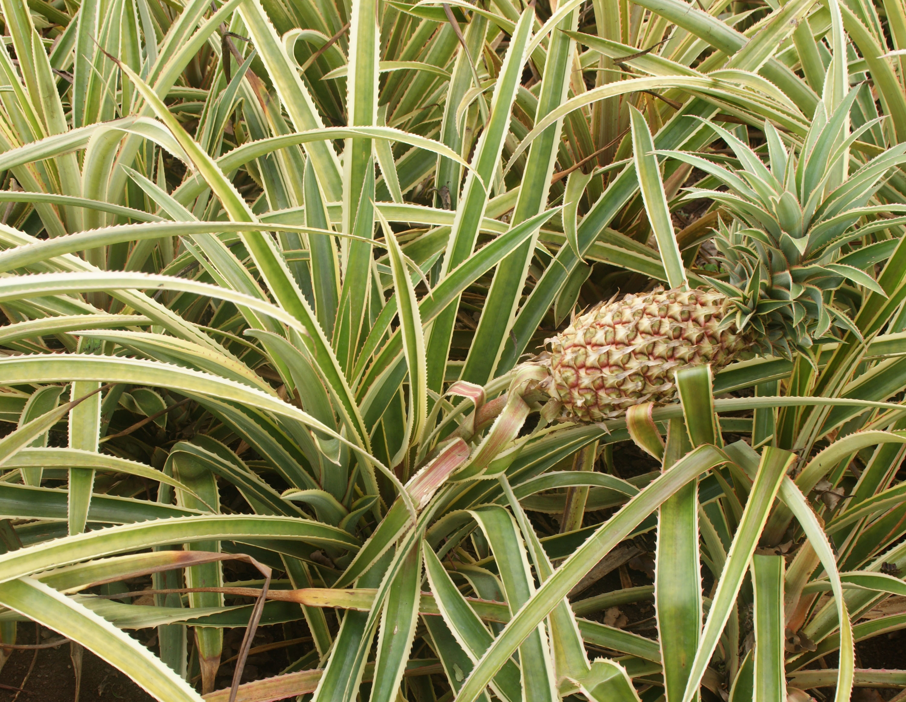 Лук ананас. Ananas bracteatus. Укрытие ананас Экзотерра. Вредители ананасов. Болотный ананас.