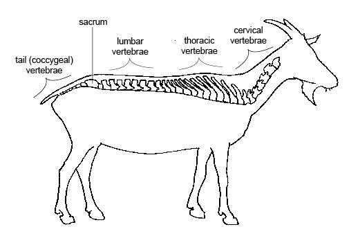 Tập tin:Anatomy and physiology of animals Regions of a vertebral   – Wikipedia tiếng Việt