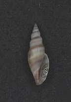 <i>Antiguraleus adcocki</i> Species of gastropod