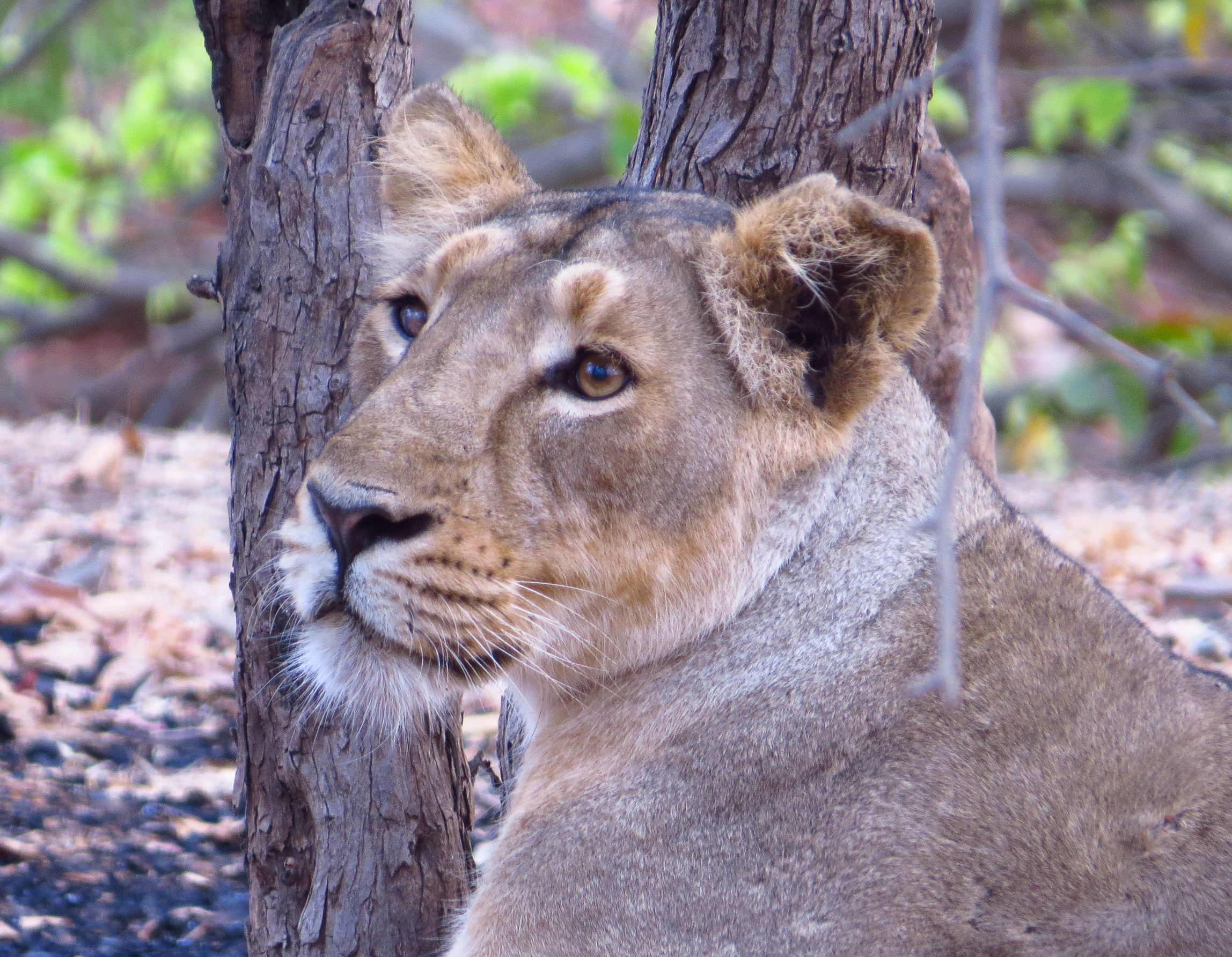 Lioness in the rain