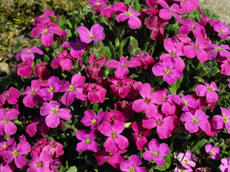 File:Aubrieta 'Royal red' 1.jpg