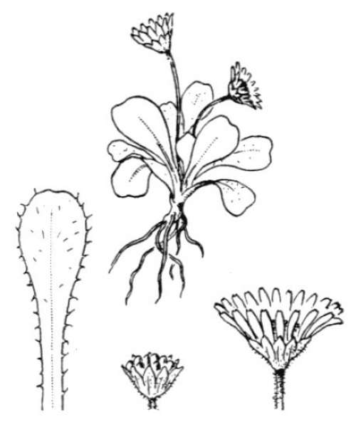 Pitcher Plant Diagram Drawing CBSE / nepenthes Labelled diagram easy / step  by step | Pitcher plant, Plant art, Plants