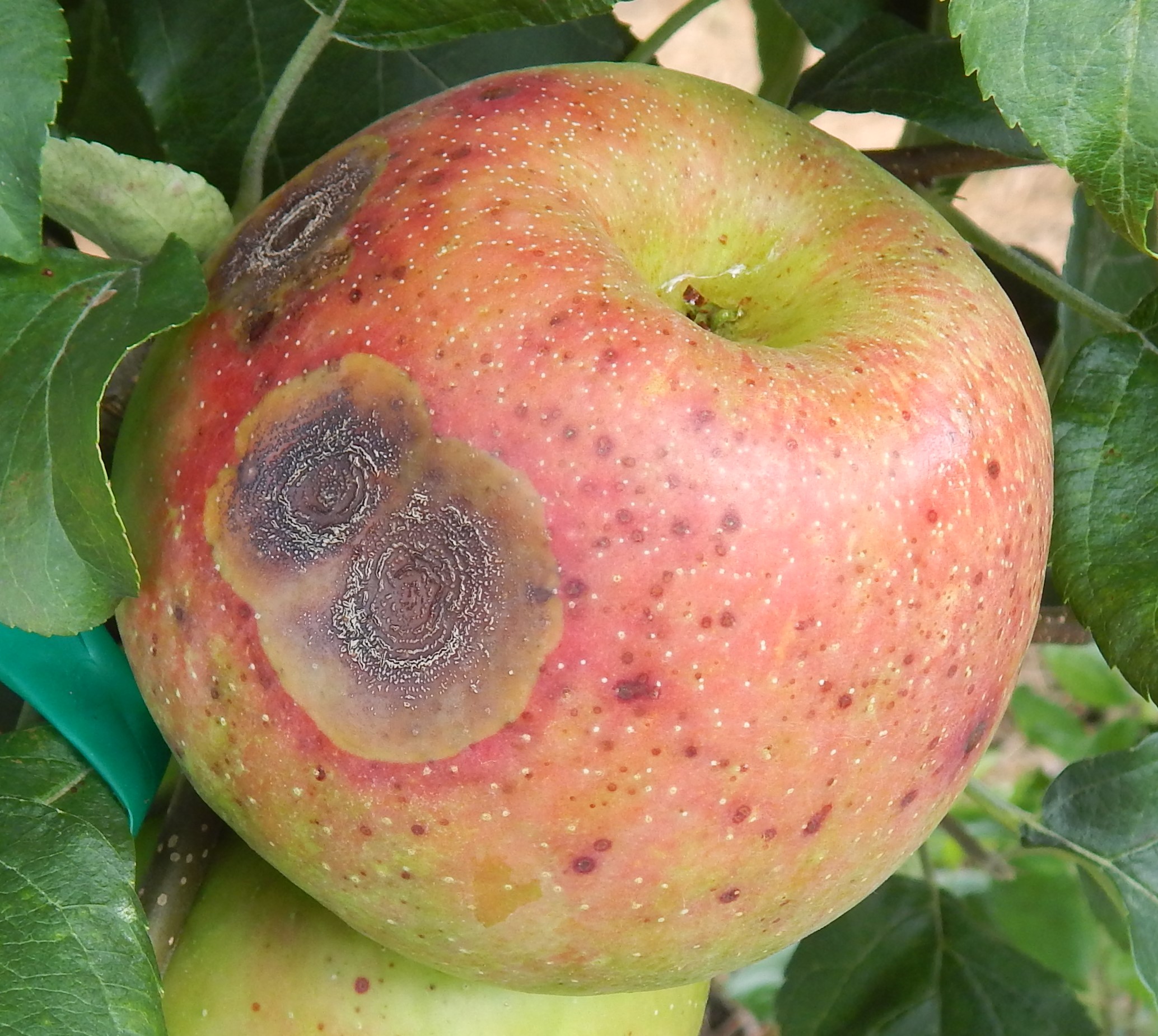 ROTTEN APPLE definition in American English