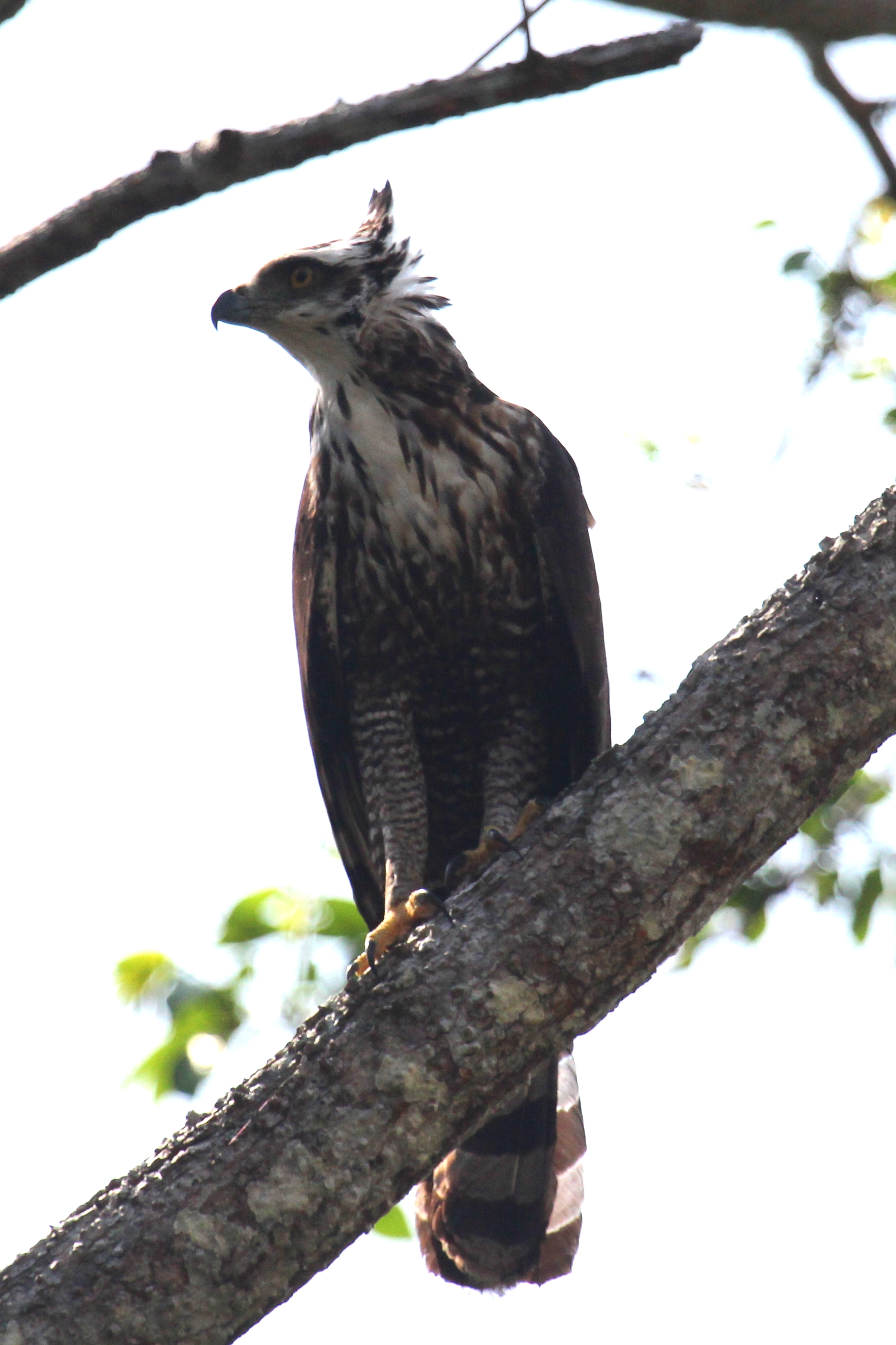 Black Hawk-eagle (40992649042).jpg