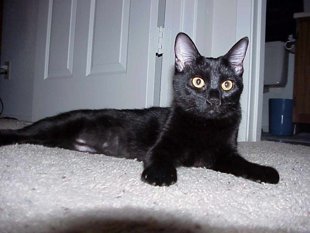 Black cat - Wikipedia