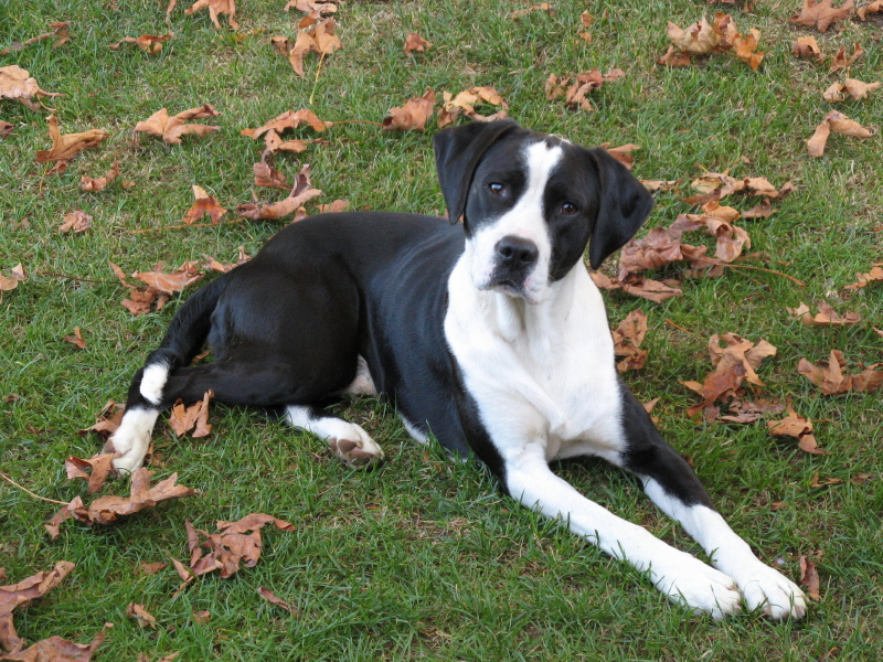 File:Canadian pointer.jpg