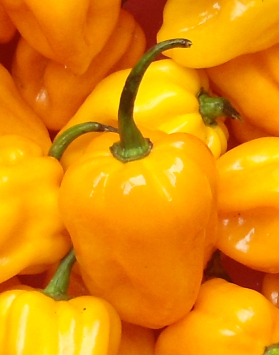 [Image: Capsicum_chinense_-_Hainan_Yellow_Lanter...i_-_04.jpg]