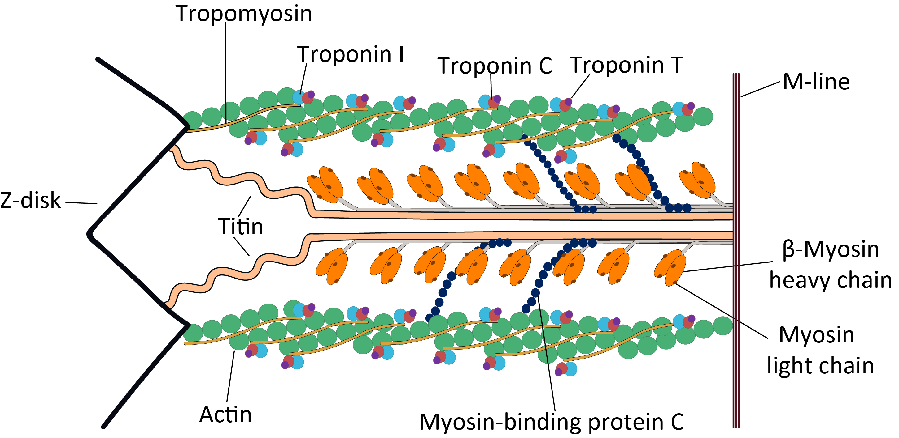 https://upload.wikimedia.org/wikipedia/commons/7/7f/Cardiac_sarcomere_structure.png