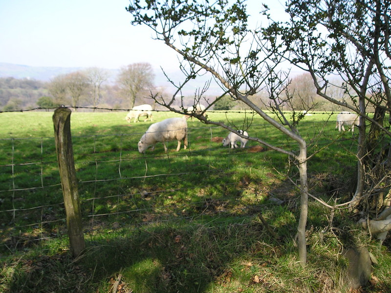 File:Cardiff sheep.jpg
