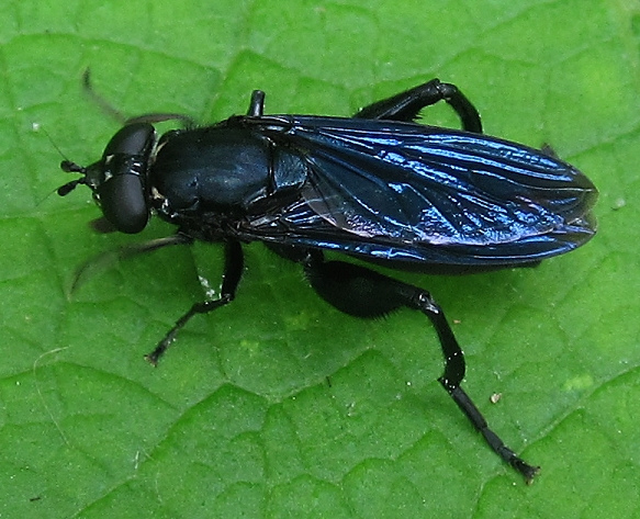 File:Chalcosyrphus chalybeus.jpg