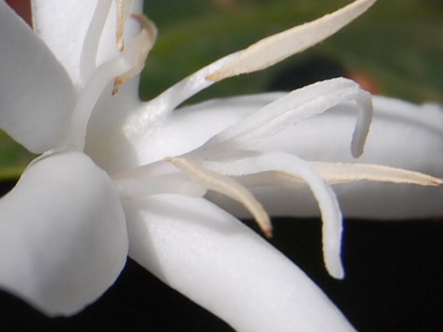 File:Coffee flower (5661566653).jpg