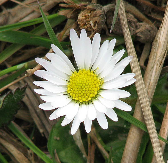 Ромашка головка. Common Daisy. Buttercups and Daisies.