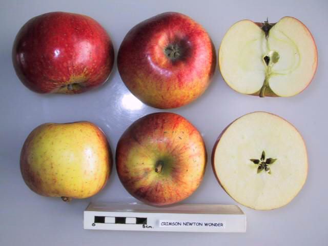 File:Cross section of Crimson Newton, National Fruit Collection (acc. 1957-177).jpg