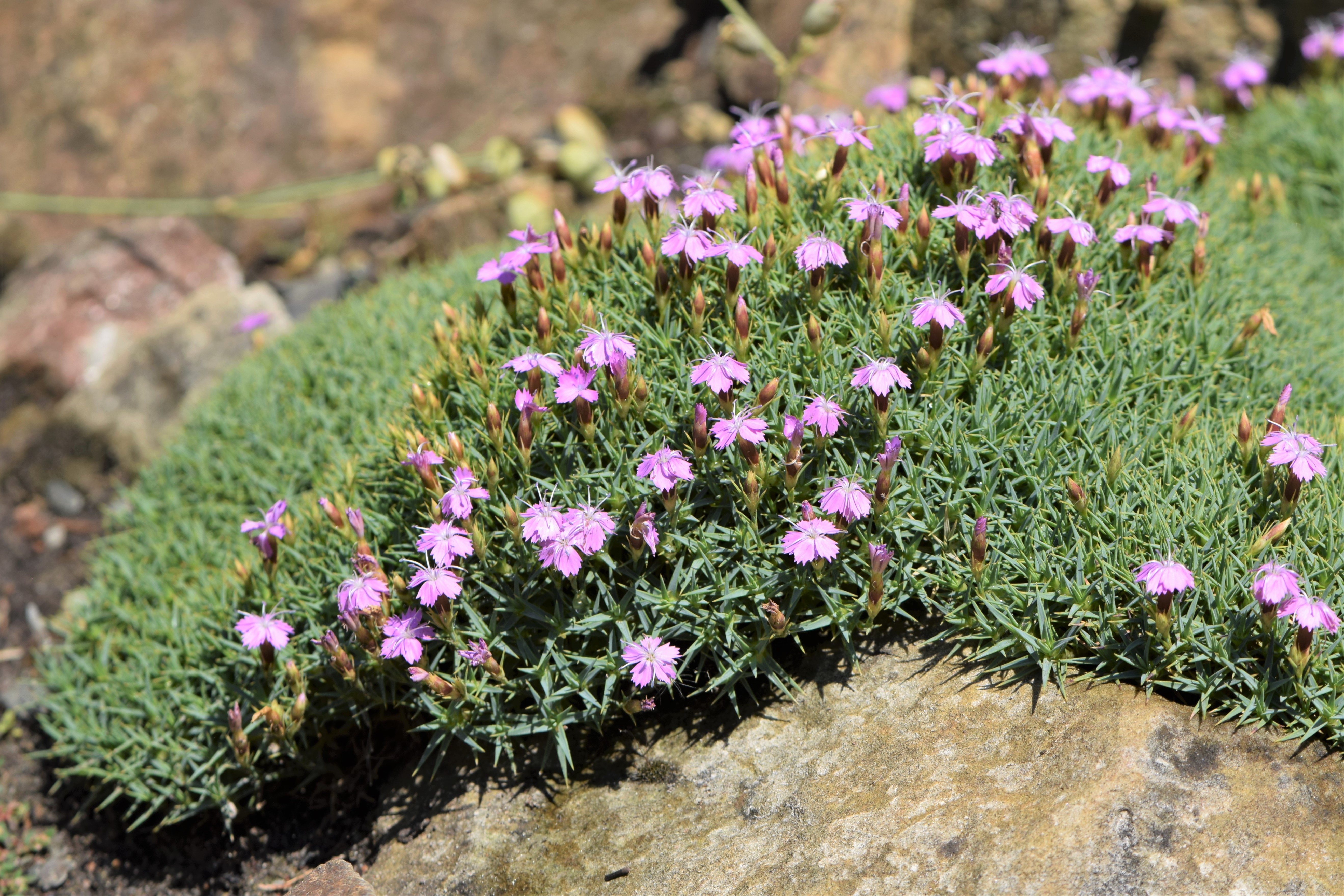 Dianthus tymphresteus