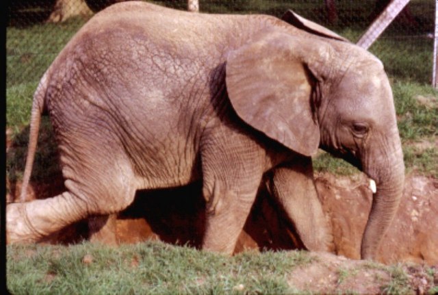 File:Elephant - geograph.org.uk - 253391.jpg