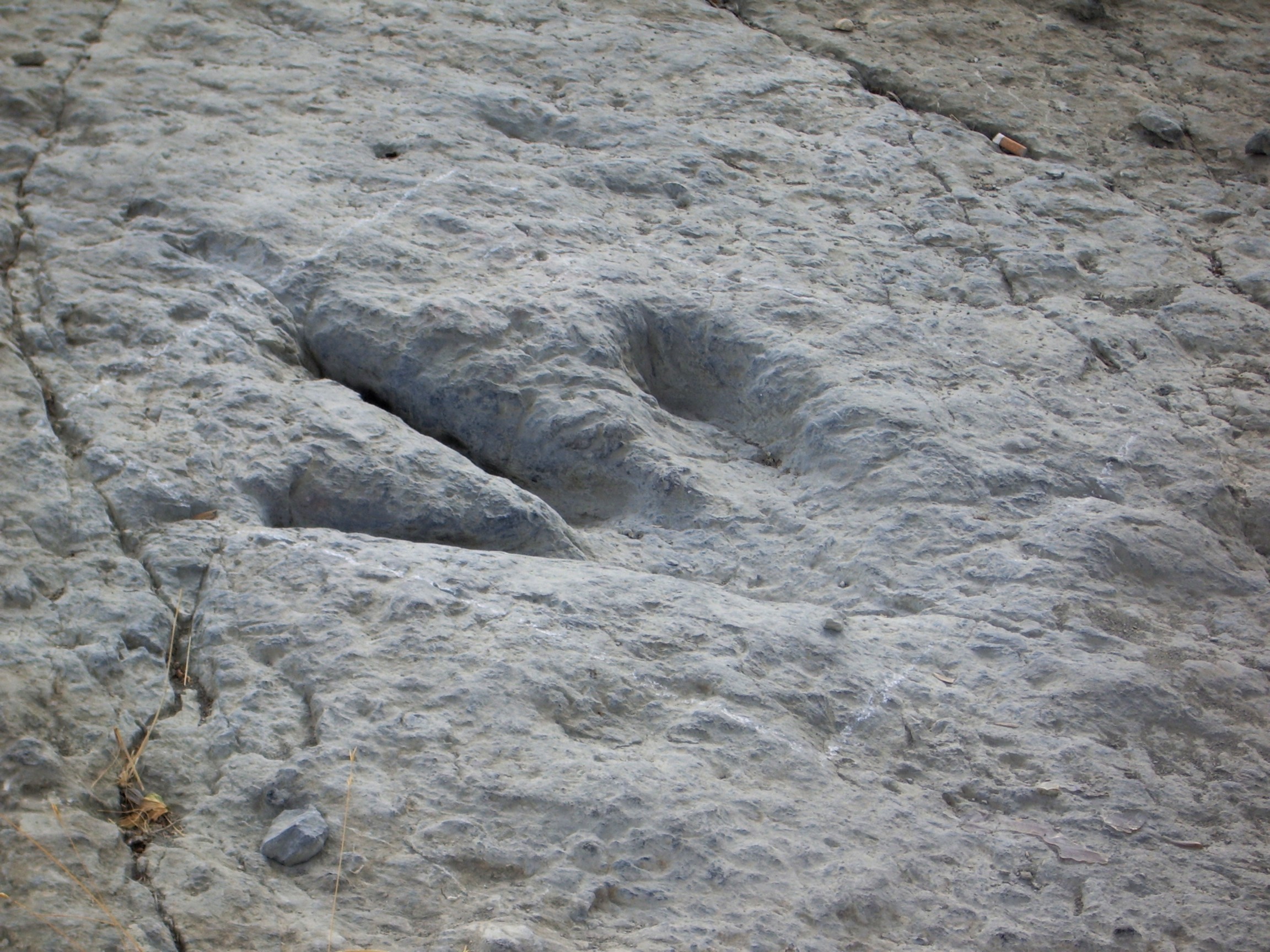 File:Dinosaur track.jpg - Wikimedia Commons