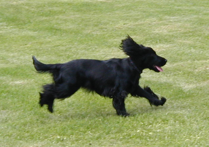 File:English Cocker Spaniel 9 May 2004 B.jpg