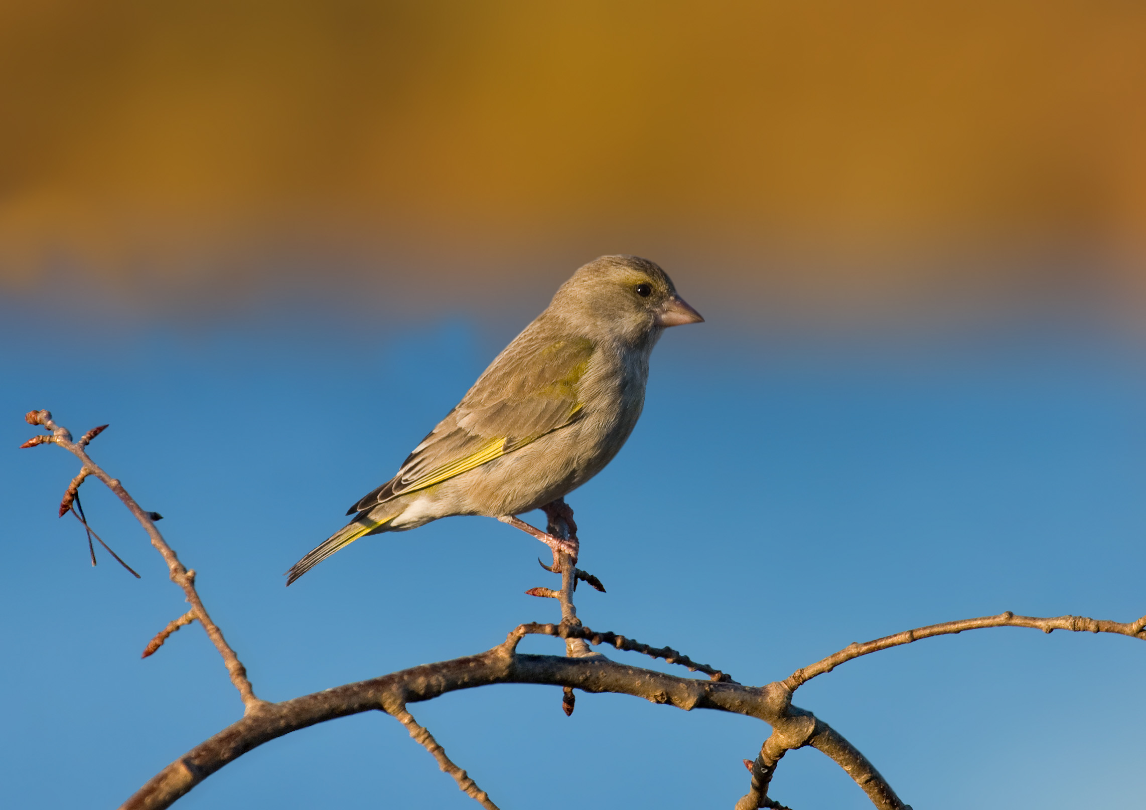 https://upload.wikimedia.org/wikipedia/commons/7/7f/European_Greenfinch_female.jpg