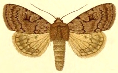 File:Euxoa subcaerulea.jpg