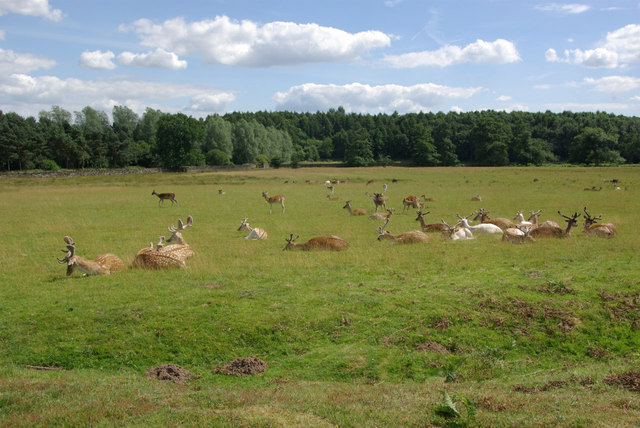 Fallow deer, Bradgate Park - geograph.org.uk - 883437