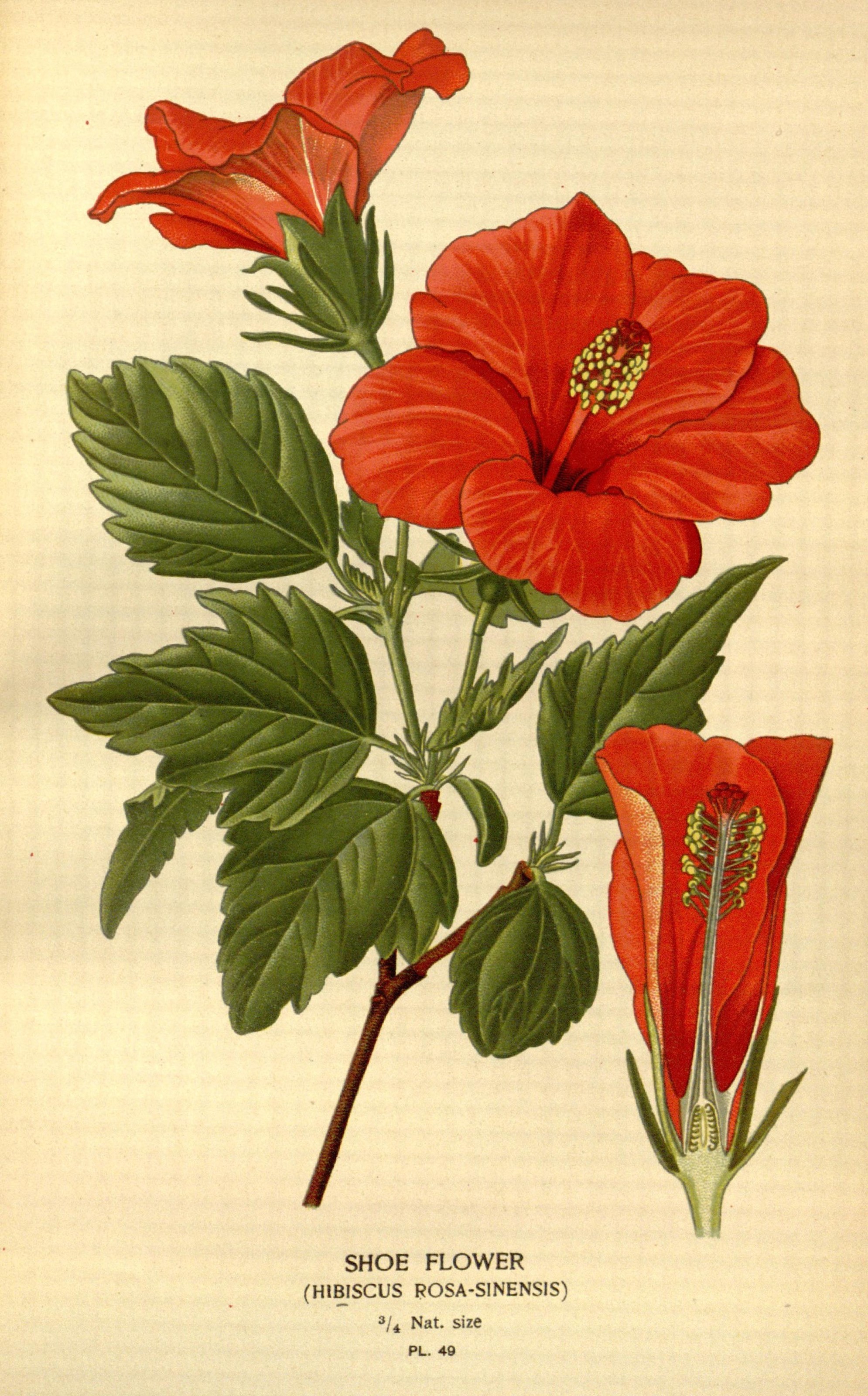 Hibiscus - Wikipedia, la enciclopedia libre
