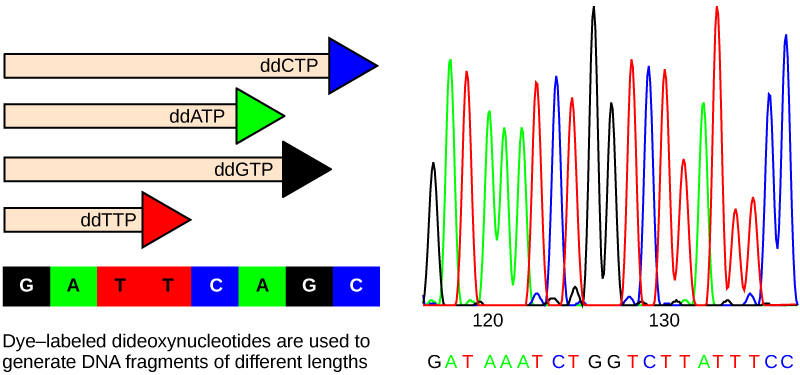 Figure 14 02 04ab