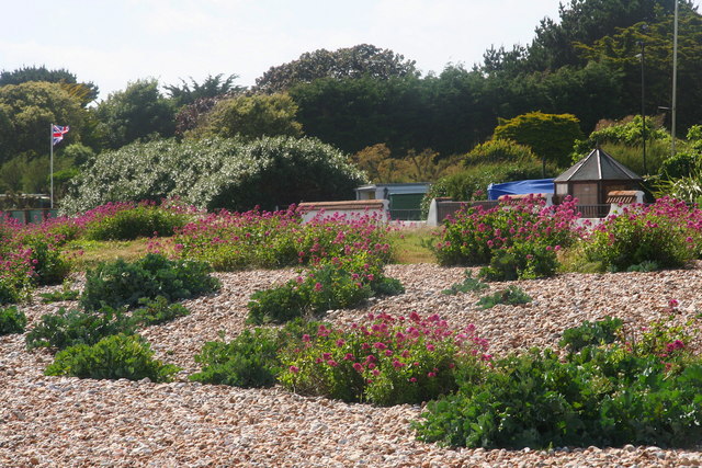 File:Flower beach, "vegetated shingle" - geograph.org.uk - 3520414.jpg