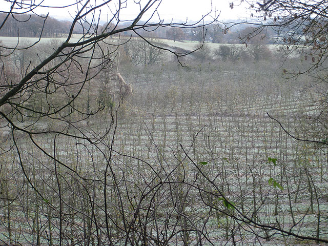 File:Frosted orchard, Linton - geograph.org.uk - 1610403.jpg