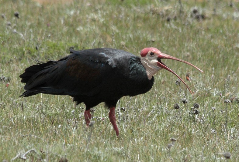 File:Geronticus calvus -Lesotho-8.jpg