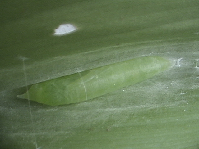 File:Grass demon pupa.jpg