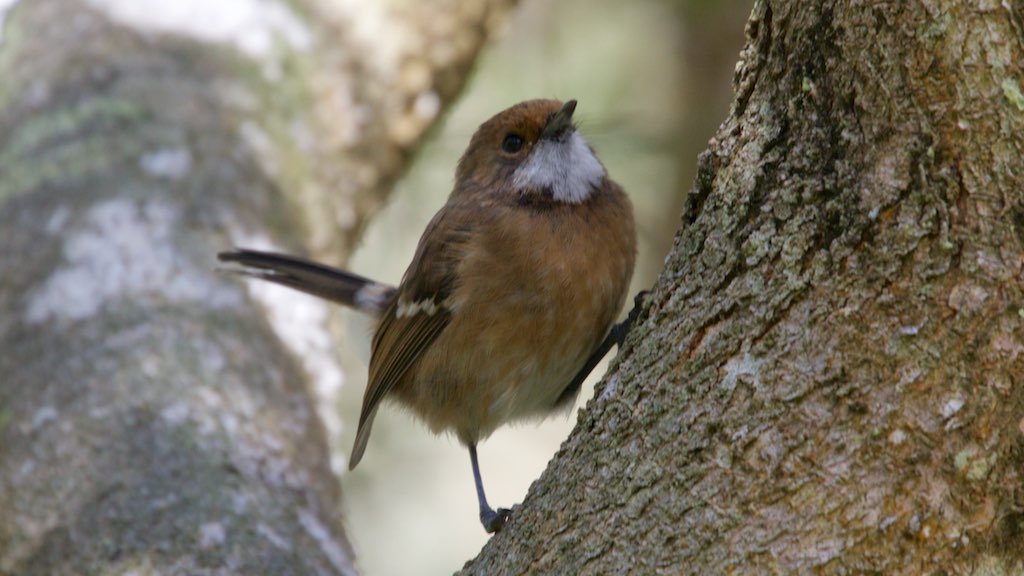 Hawaii Elepaio (male) - Pu'u O'o Trail - Big Island - HI - 2015-11-06at15-07-451 (22419194588).jpg