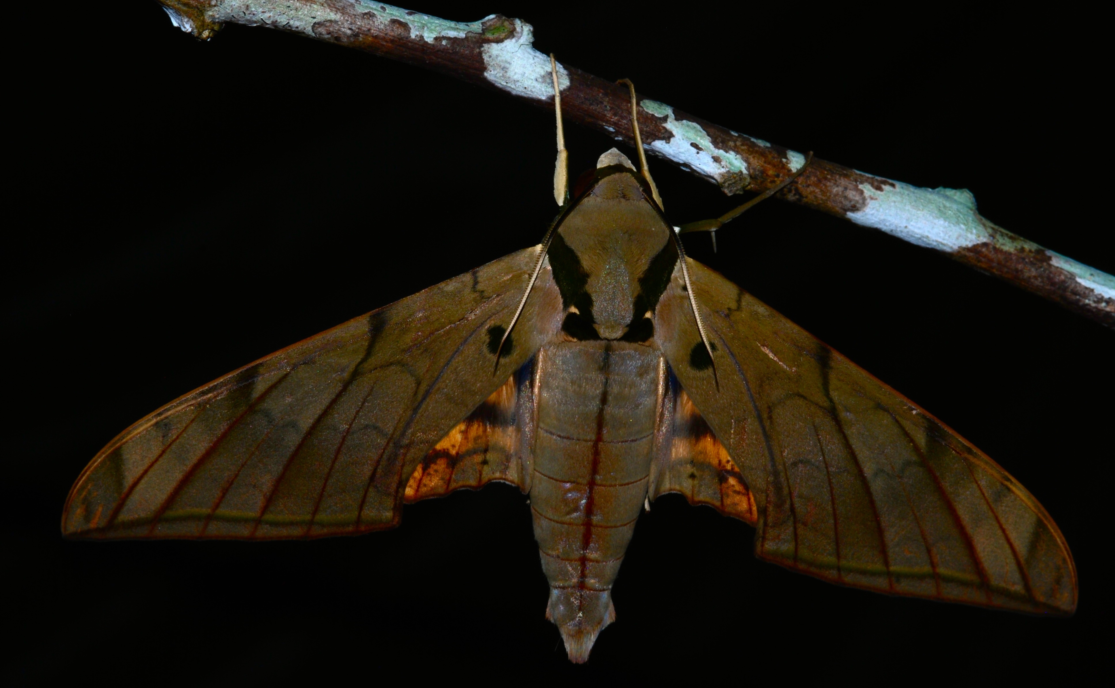 Hawkmoth (Ambulyx pryeri) (8724209632).jpg