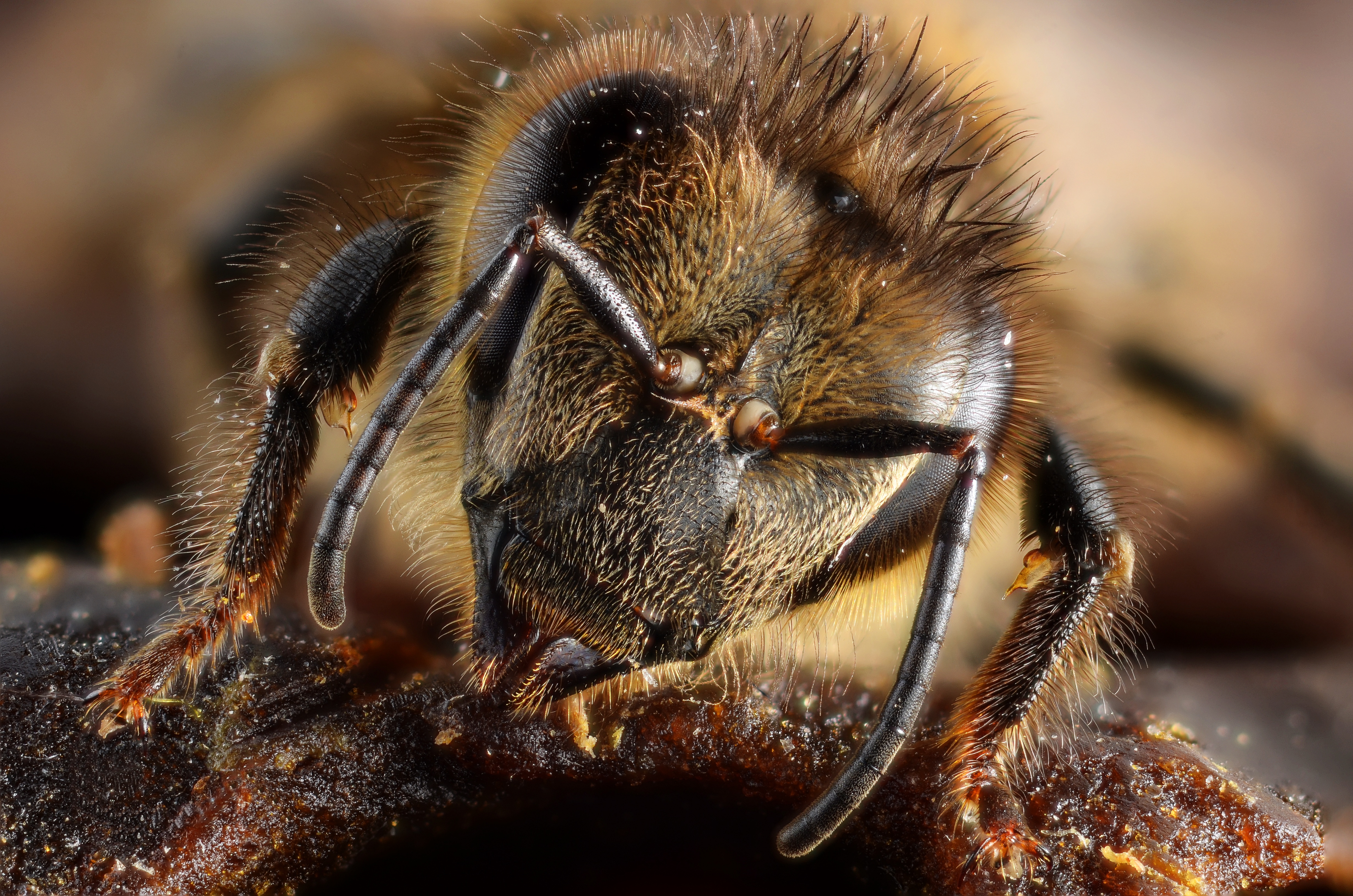 Какая голова пчел. Пчела АПИС Меллифера. Медоносная пчела. Голова пчелы. Голова медоносной пчелы.