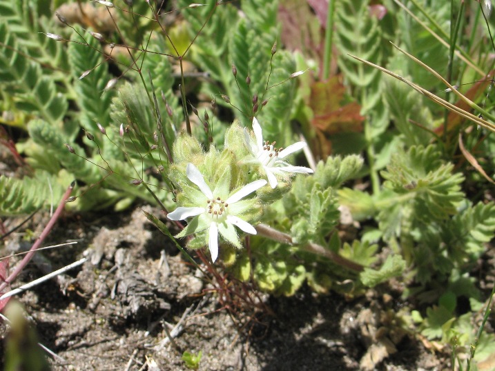 File:Horkelia marinensis.jpeg