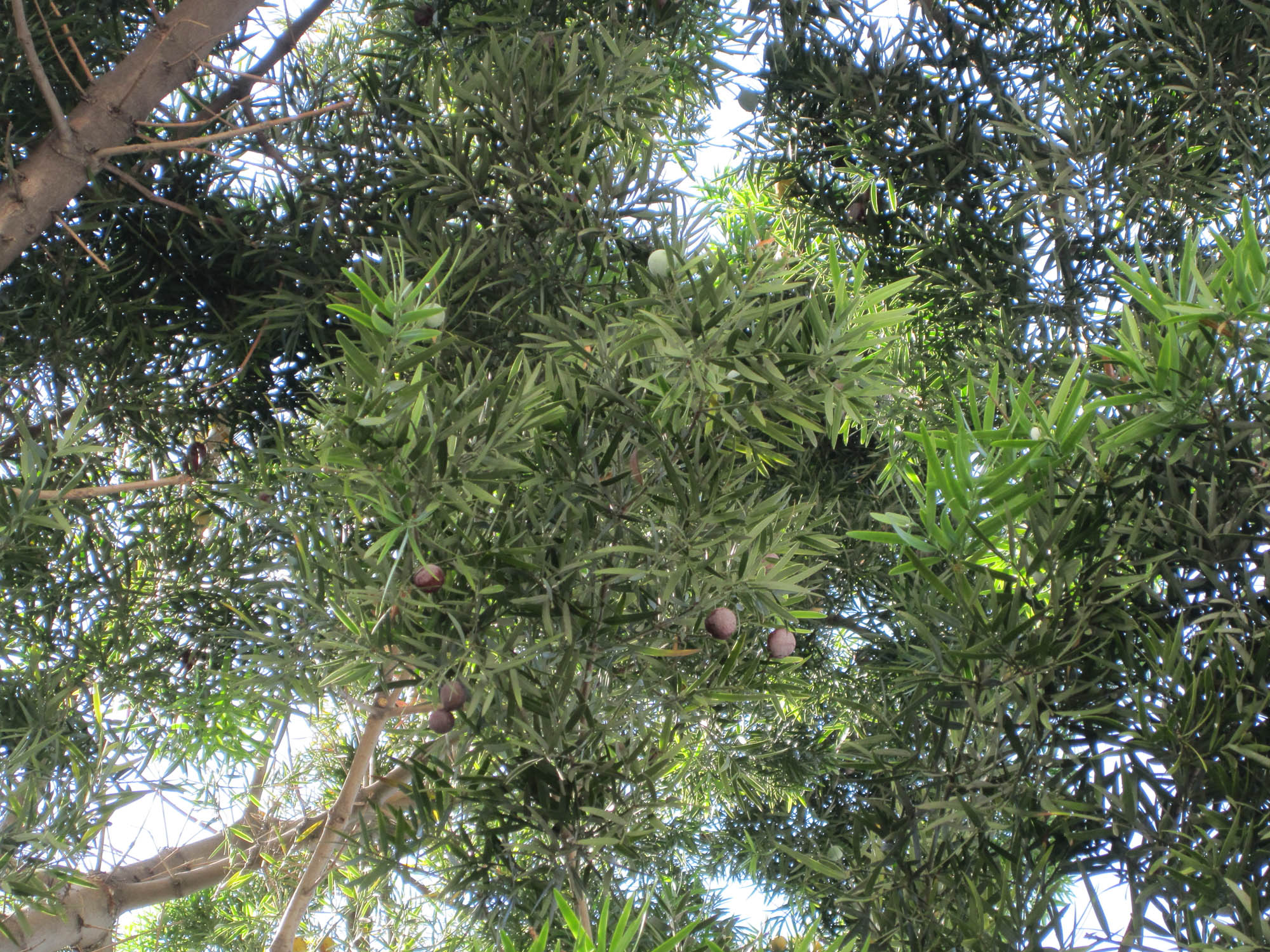Juniperus macrocarpa (6062684080).jpg