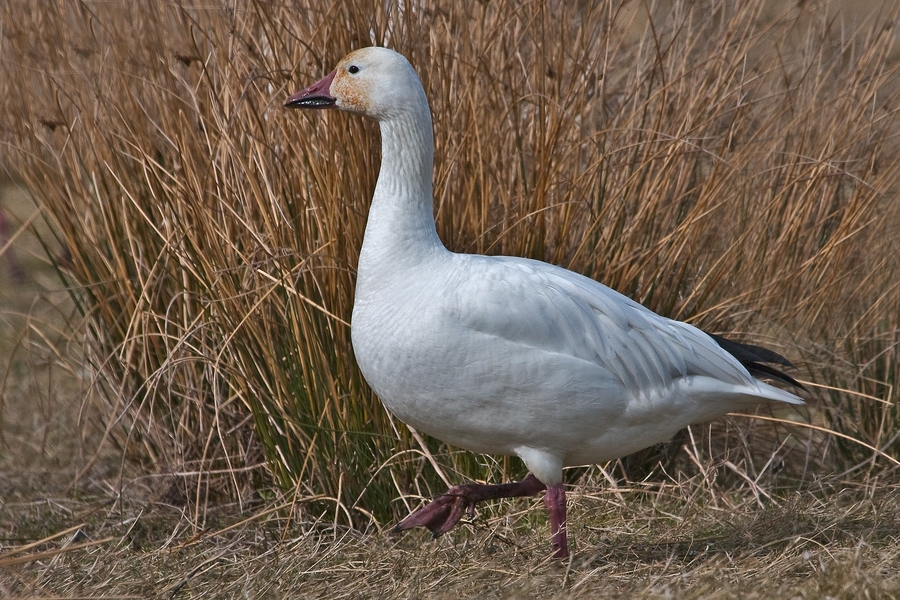 Śnieżyca duża