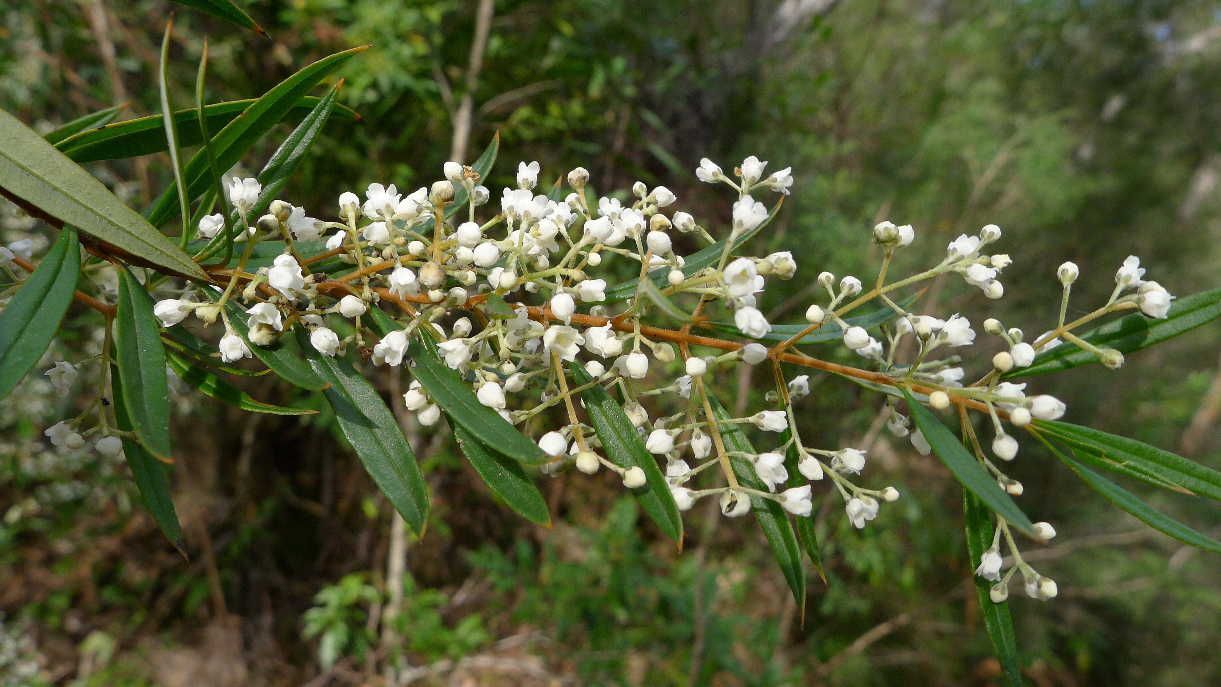 Logania (Loganiaceae) - Wikispecies