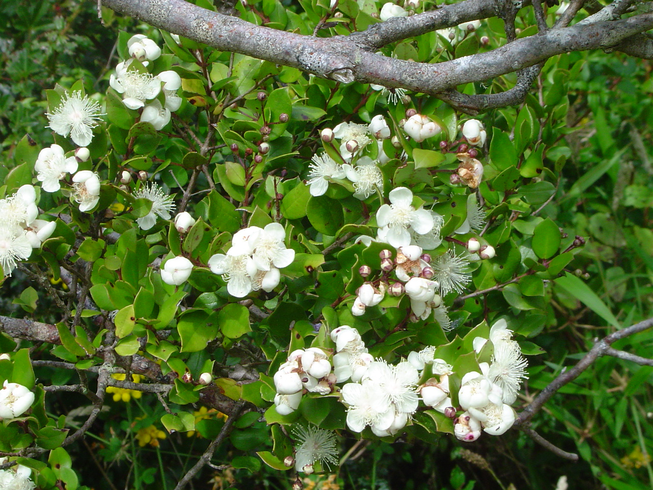 Luma apiculata (лума, лума, Мирт)