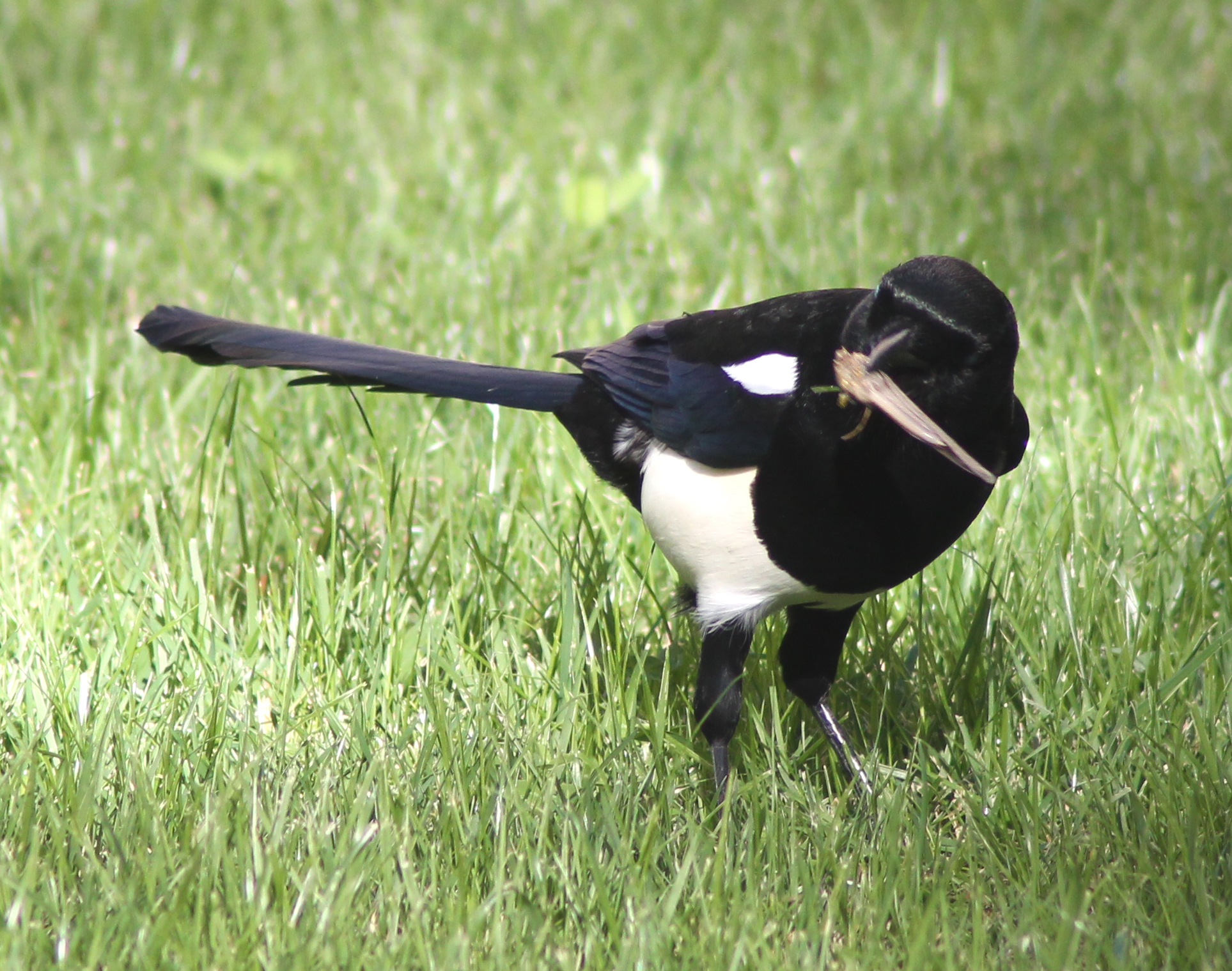 Eurasian magpie - Wikipedia