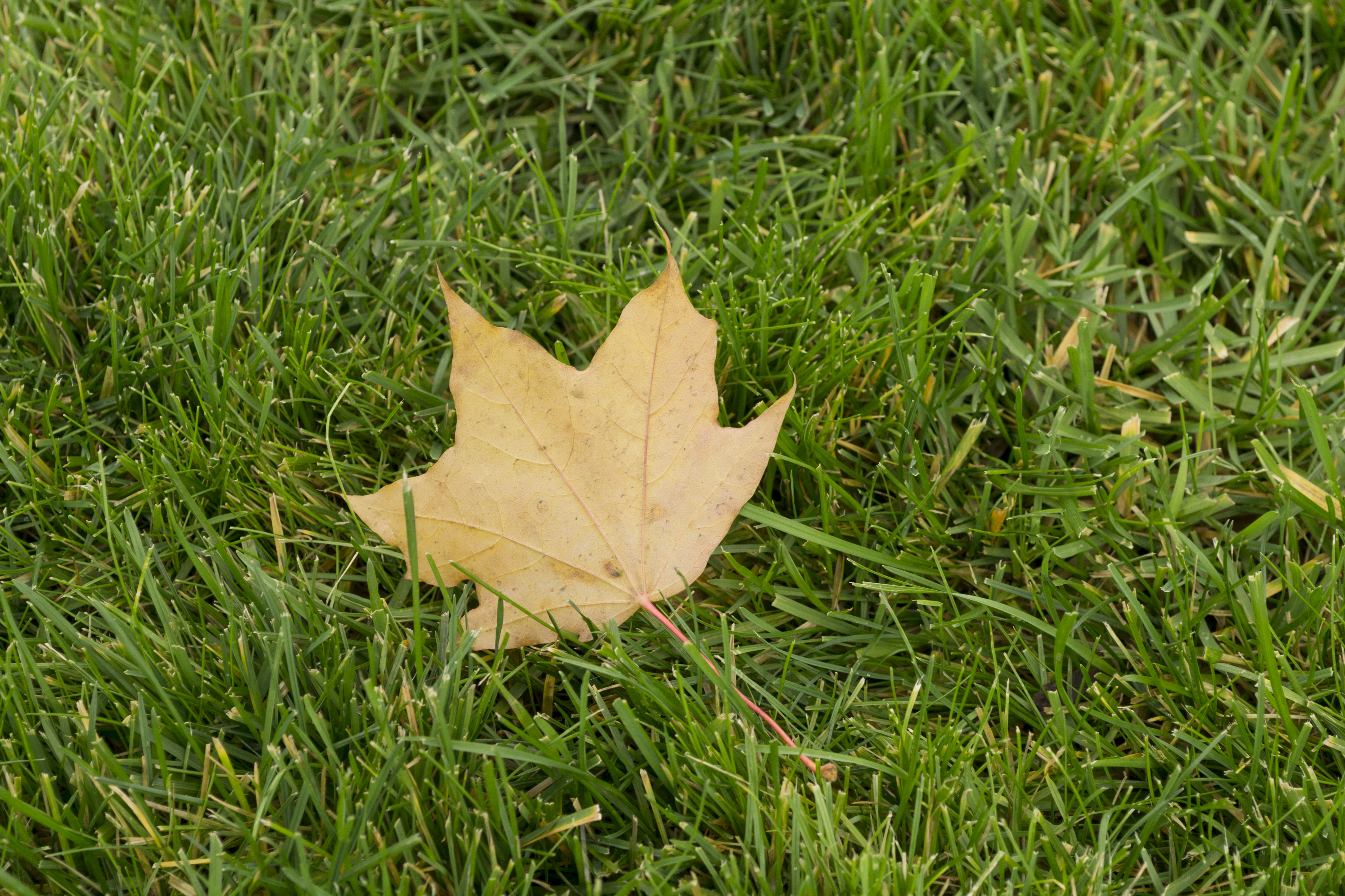 Falling leaves 1.20. Leaf back. Supersonic Leaf background.