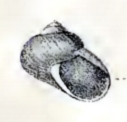 <i>Margarella expansa</i> species of mollusc