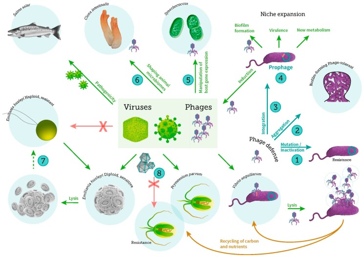 Virus-host interactions in the marine ecosystem,including viral infection of bacteria, phytoplankton and fish[58]