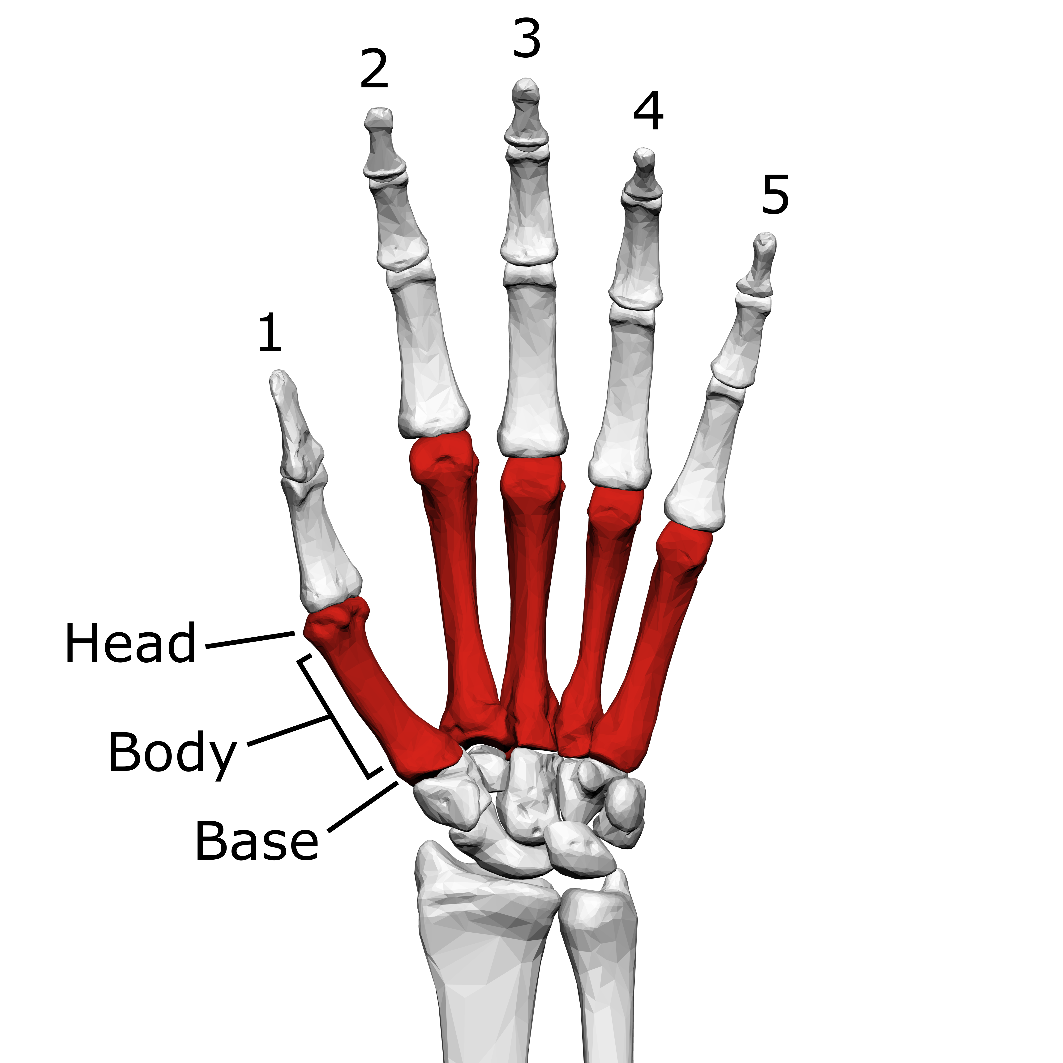 metacarpal-bones-wikiwand